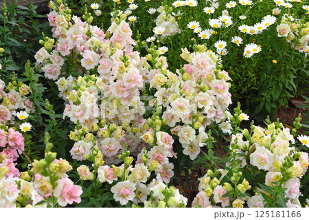 名古屋市戸田川緑地の花々 125181166