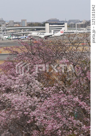 伊丹スカイパーク 桜咲き頃 伊丹スカイパーク 桜咲き頃 125181842