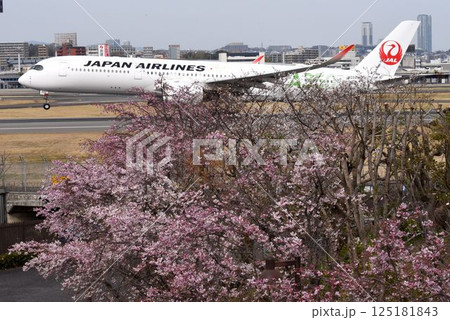 伊丹スカイパーク 桜咲き頃 伊丹スカイパーク 桜咲き頃 125181843