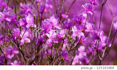 ピンク色の小さな花は六義園の飛鳥川ツツジ 125181860