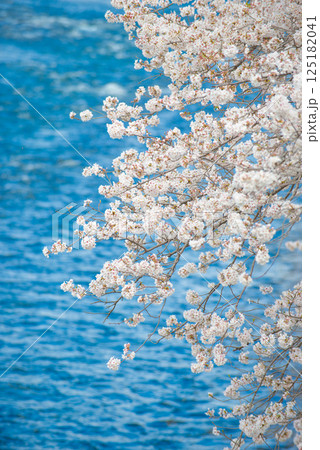 満開の桜と青い空 125182041