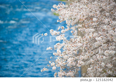 満開の桜と青い空 125182042