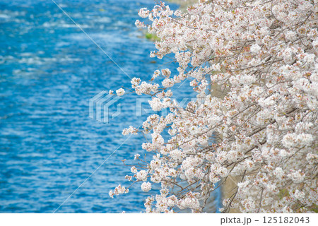 満開の桜と青い空 125182043
