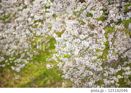 満開の桜と青い空 125182046