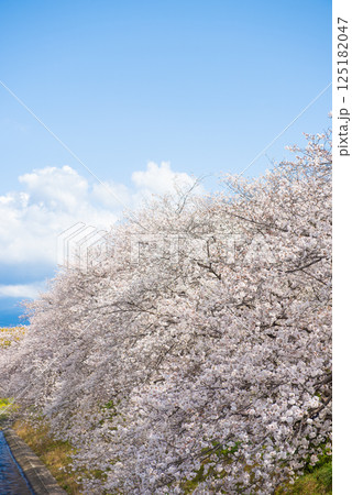 満開の桜と青い空 125182047