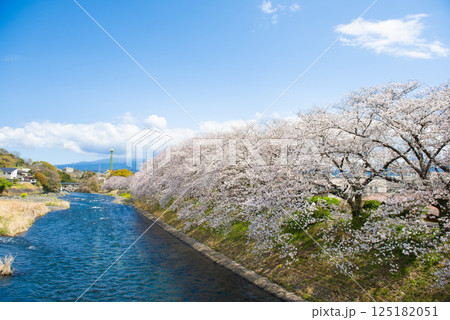 満開の桜と青い空 満開の桜と青い空 125182051