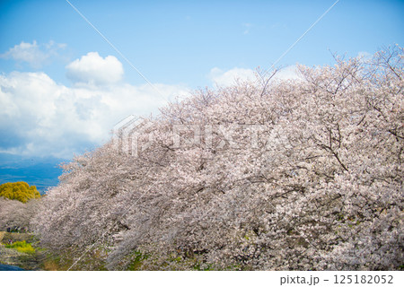 満開の桜と青い空 125182052