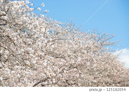 満開の桜と青い空 満開の桜と青い空 125182054