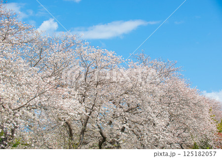 満開の桜と青い空 125182057