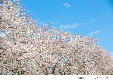 満開の桜と青い空 満開の桜と青い空 125182061