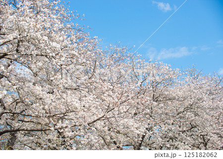 満開の桜と青い空 125182062