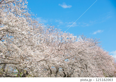 満開の桜と青い空 満開の桜と青い空 125182063