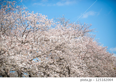満開の桜と青い空 満開の桜と青い空 125182064