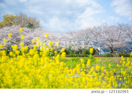 満開の桜と青い空 満開の桜と青い空 125182065