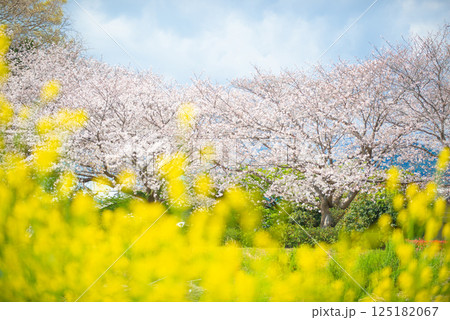 満開の桜と青い空 満開の桜と青い空 125182067