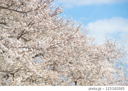 満開の桜と青い空 満開の桜と青い空 125182085