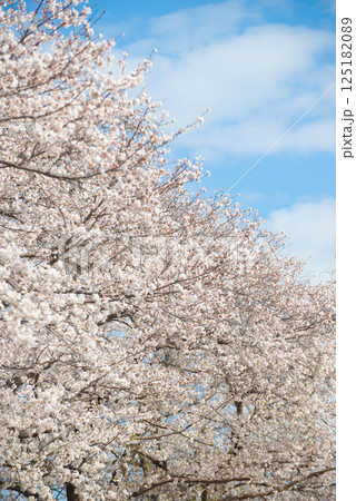 満開の桜と青い空 満開の桜と青い空 125182089