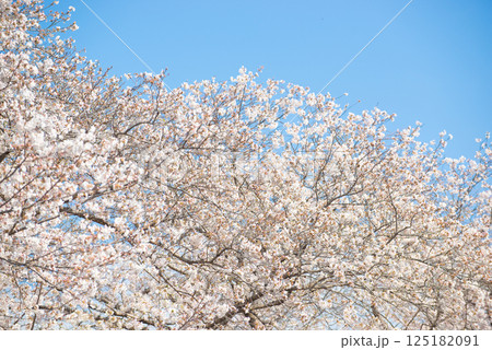 満開の桜と青い空 125182091