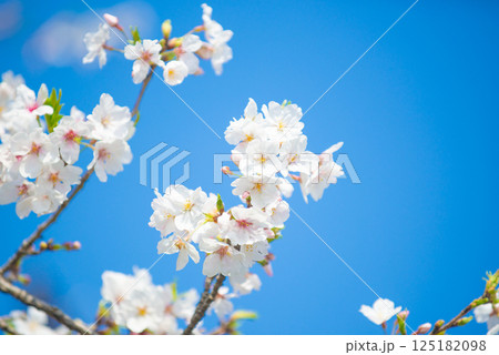 満開の桜と青い空 満開の桜と青い空 125182098