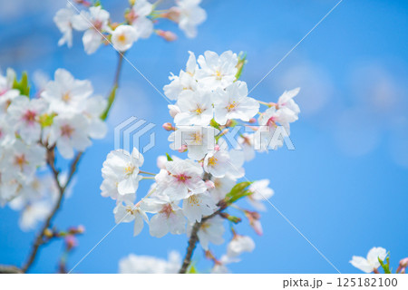 満開の桜と青い空 125182100