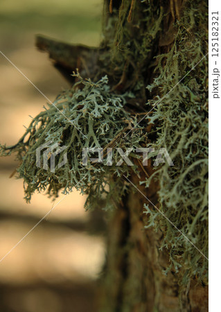 moss grew on the branches of the trees 125182321