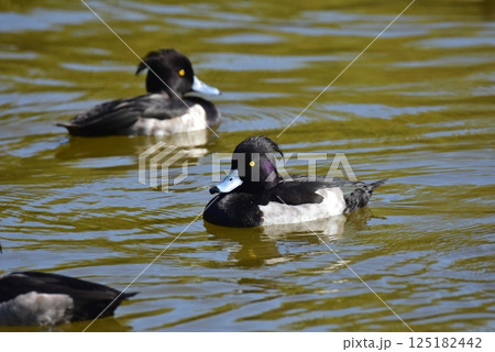 池に浮かぶキンクロハジロ 125182442