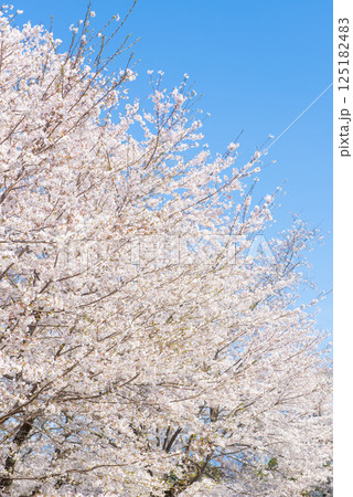 満開の桜と青い空 満開の桜と青い空 125182483