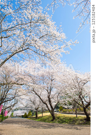 満開の桜と青い空 125182484