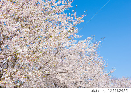 満開の桜と青い空 満開の桜と青い空 125182485