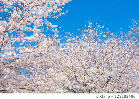満開の桜と青い空 125182486