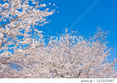 満開の桜と青い空 満開の桜と青い空 125182487