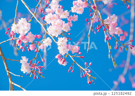 満開の桜と青い空 満開の桜と青い空 125182492