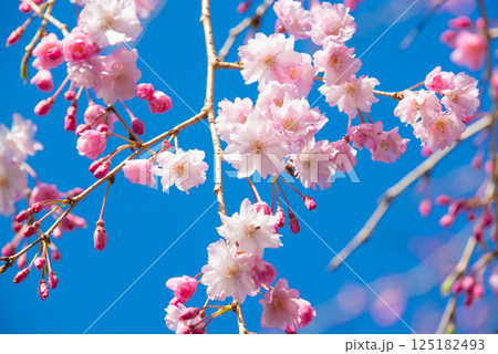 満開の桜と青い空 125182493