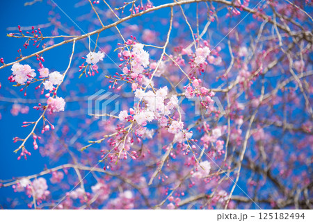 満開の桜と青い空 125182494