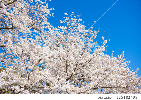 満開の桜と青い空 125182495