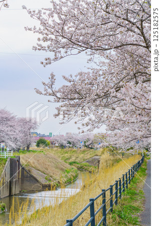 【千葉県茂原市】春に咲く桜の花と豊田川 125182575
