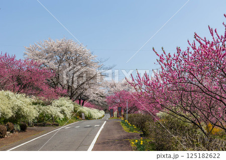 春の中之条ガーデンズ　花桃の丘 125182622