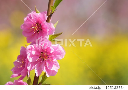 ピンクのかわいい桃の花 春の風景 黄色背景 ピンクのかわいい桃の花 春の風景 黄色背景 125182784