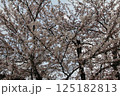 満開の桜の花 125182813