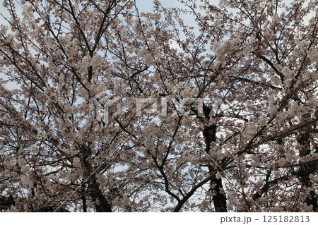 満開の桜の花 125182813