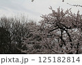 満開の桜の花 125182814