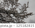 満開の桜の花 125182815