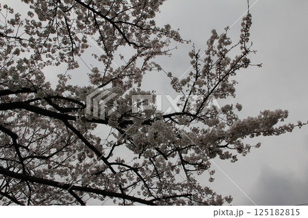満開の桜の花 125182815