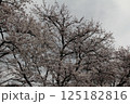 満開の桜の花 125182816