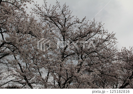 満開の桜の花 125182816