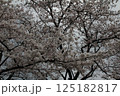 満開の桜の花 125182817
