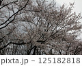 満開の桜の花 125182818