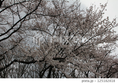 満開の桜の花 125182818