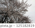 満開の桜の花 125182819