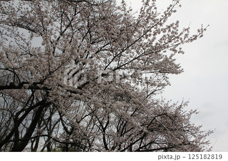 満開の桜の花 125182819